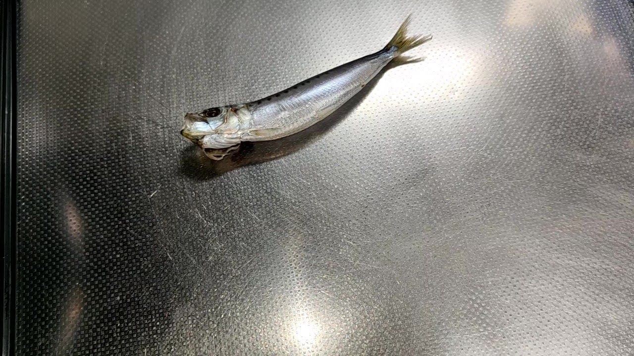 茹で上手の若君