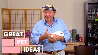 How To Care For Guinea Pigs | Pets | Great Home Ideas