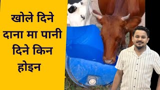 खोले दिने दाना मा पानी मिसाउने गल्ति गर्दै हुनुहुनछ #drbhat #cow #buffalo