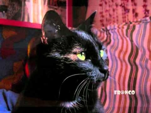 Gattomatto -  ROBERTO ANGELINI  ( 2003 ) [ testo ita -eng lirycs ]