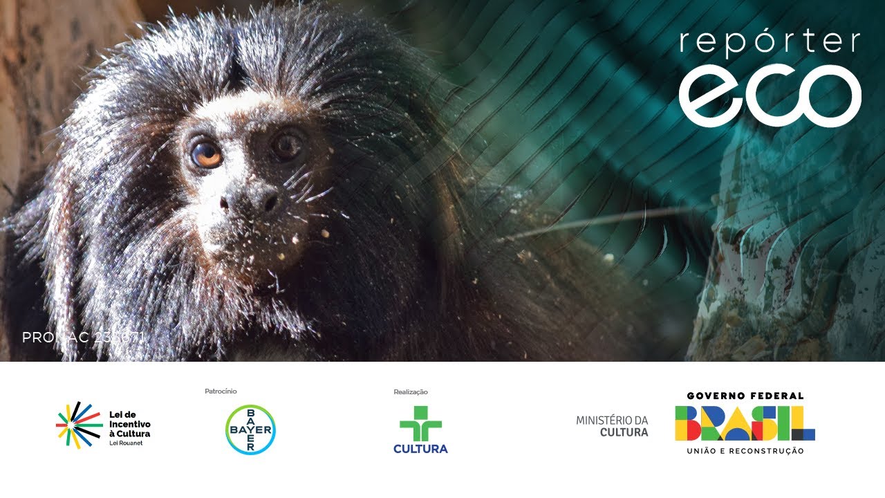 Repórter Eco | Conservação do Mico Leão Preto | 12/05/2024