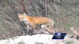 Wild Moments: Are foxes dangerous to humans?