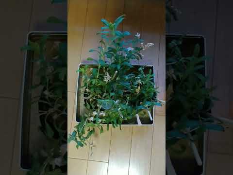 Thunderbird 115.4.0 はこちら