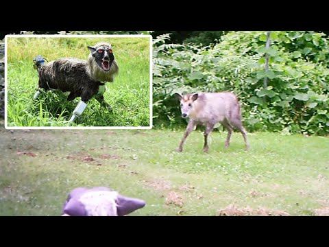 Robot Wolf Review Video 2