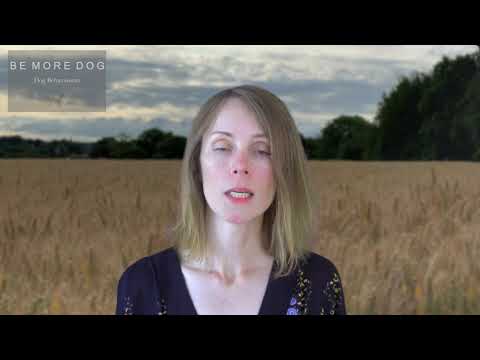 Be More Dog video.