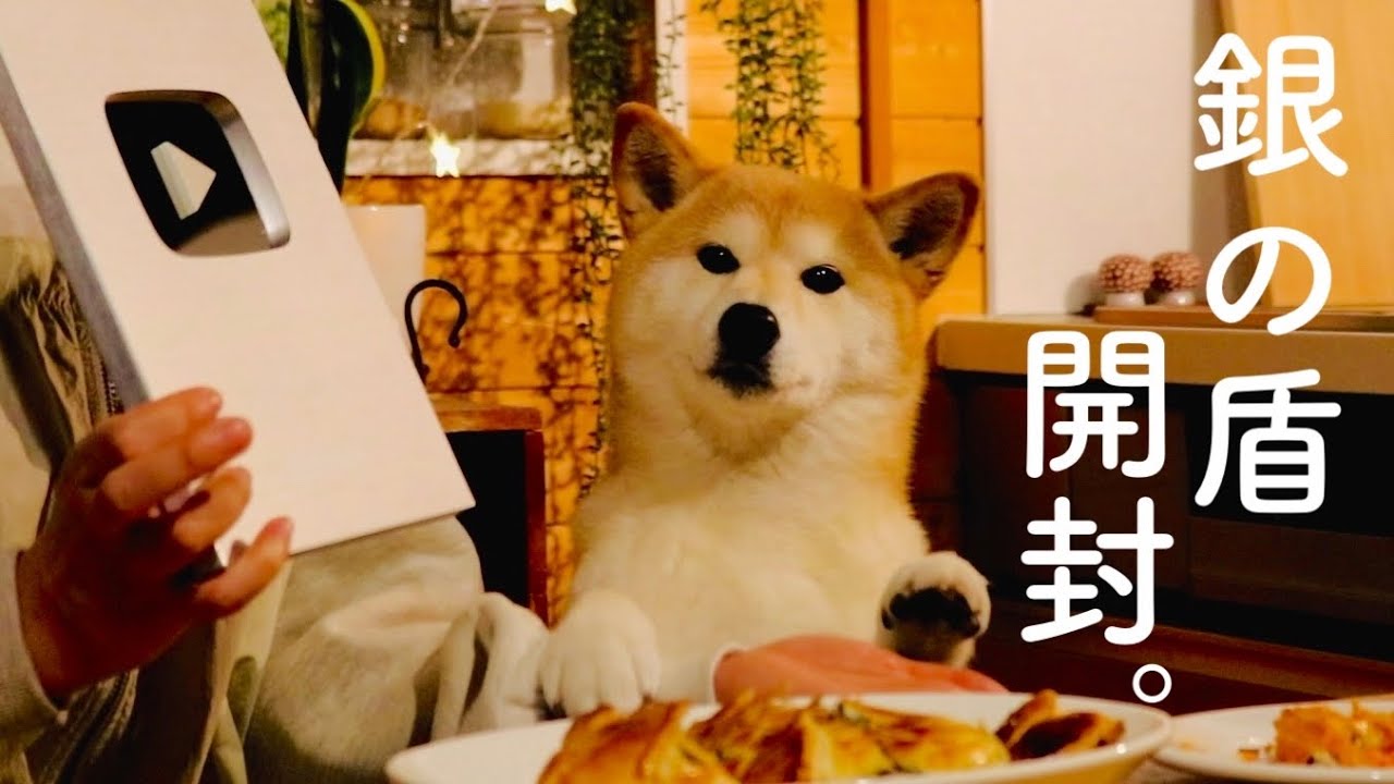 柴犬たちに銀の盾が届きました。心より感謝申し上げます。