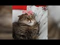 Most Viral Cats of the Internet | FUNNIEST videos 😂
