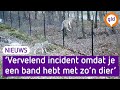 Aantal aanvallen door de wolf verdubbeld