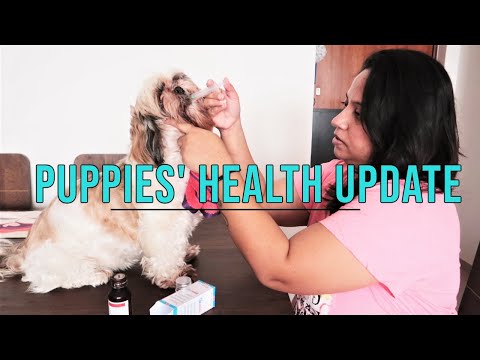 Important update on the health of my puppies | Health Update of my Puppies Video