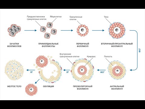 Женские половые органы