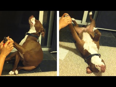 overdramatic dog faints while a lady tries to cut its nail - 1067380