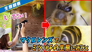 目では見れない感動的なニホンミツバチの世界。知られざる体の秘密とは？【マクロレンズ】