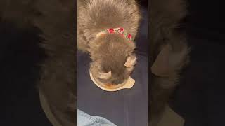 ちゅーる #ねこ動画 #アメリカンカール