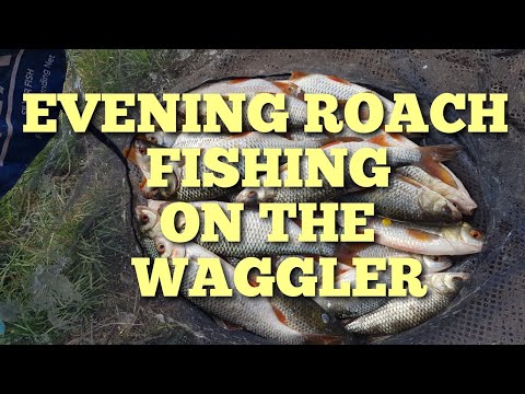 Evening Waggler Fishing For Quality Roach