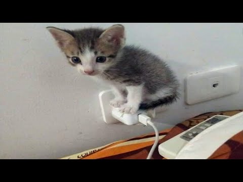 FUNNY CAT MEMES COMPILATION OF 2022 PART 48