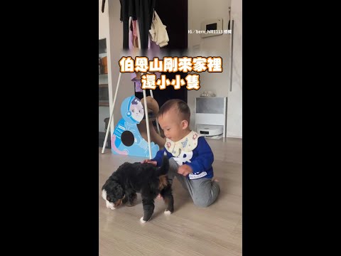 【你怎麼長那麼慢】伯恩山犬3個月就長大超過小主人  #Shorts