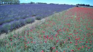 c est le printemps...