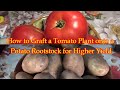 How to Graft a Tomato Plant onto a Potato Rootstock for Higher Yield