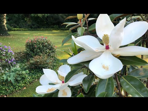 The spectacular Magnolia grandiflora 'Alta'. Flowers scented with exotic fruit.