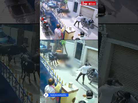 , title : 'Viral Video: स्‍कूल गर्ल पर गाय ने किया हमला, CCTV वीडियो दिल दहला देगा आपका, लास्‍ट सीन मिस न करें'