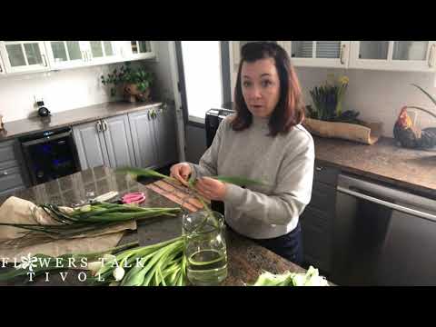 download lagu mp3 mp4 How To Make A Tulip Arrangement, download lagu How To Make A Tulip Arrangement gratis, unduh video klip How To Make A Tulip Arrangement