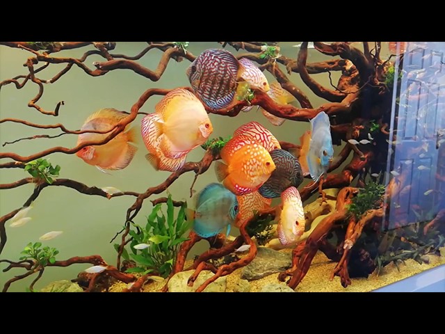 Discus Tank Kurulum 2018 Discus fish tank