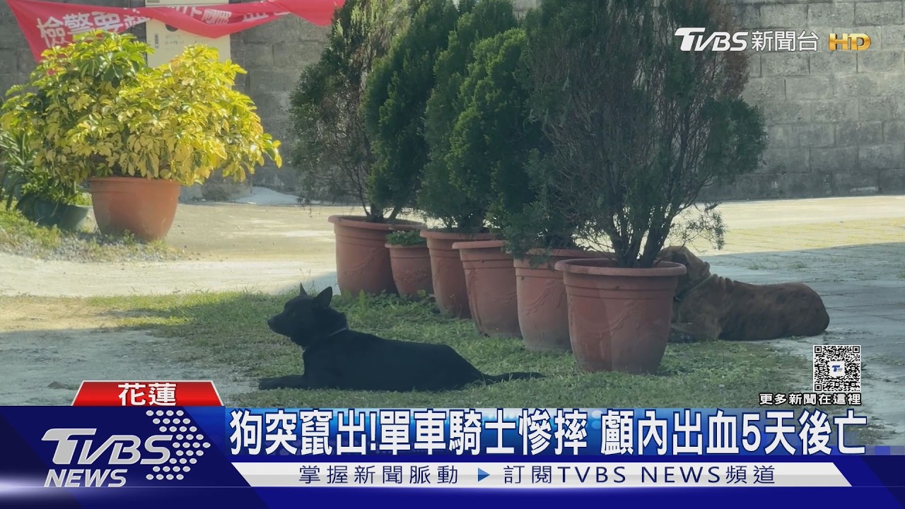 影音/未繫牽繩釀禍!狗突衝車道單車騎士撞上 「顱內出血」搶救不治