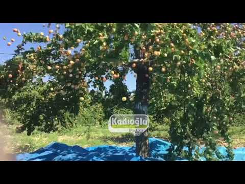 Ağır Çekim Kayısı Ağacı Hasat Görüntüsü 😍