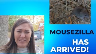 How to get rid of mice in your barn