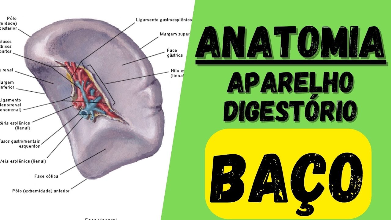 Anatomia do BAÇO (PARTE 9) - Aula de anatomia humana