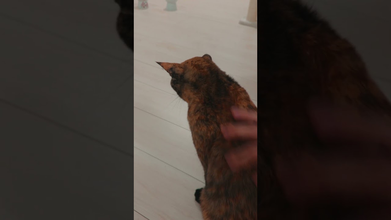 一緒に寝てた猫が離れてしまった理由 #shorts