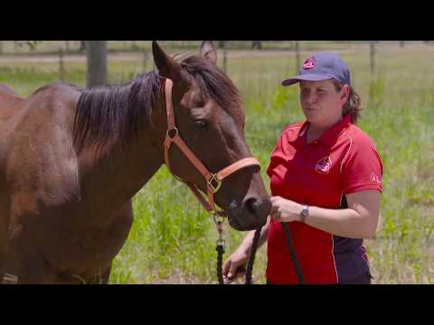 FEEDING YOUR HORSE TO GAIN WEIGHT