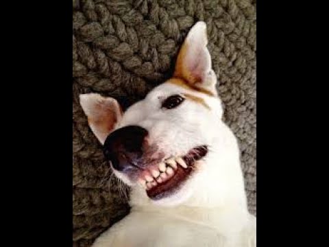 ¡LOS ANIMALES DIVERTIDOS FALLAN! - ¡INTENTA NO RETAR EL RETO!