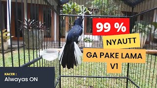 Download lagu Pancingan Kacer Cepat Emosi cocok buat kacer lambat panas mp3