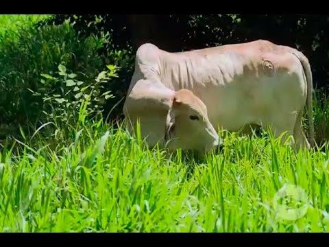 , title : 'Especies forrajeras africanas que son resistentes a la sequía | Noticias Caracol'