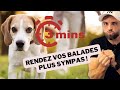 Une Meilleure Balade Pour Votre Chien FACILEMENT 3 Min Chrono