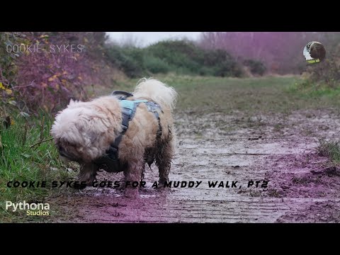 Cookie Sykes Goes for a Muddy Walk, Pt2