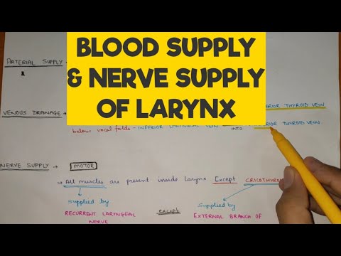 Larynx - 6 | Blood Supply & Nerve Supply