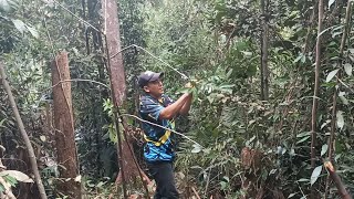 Download lagu mikat burung di hutan riau mp3 Download lagu mikat burung di hutan riau mp3