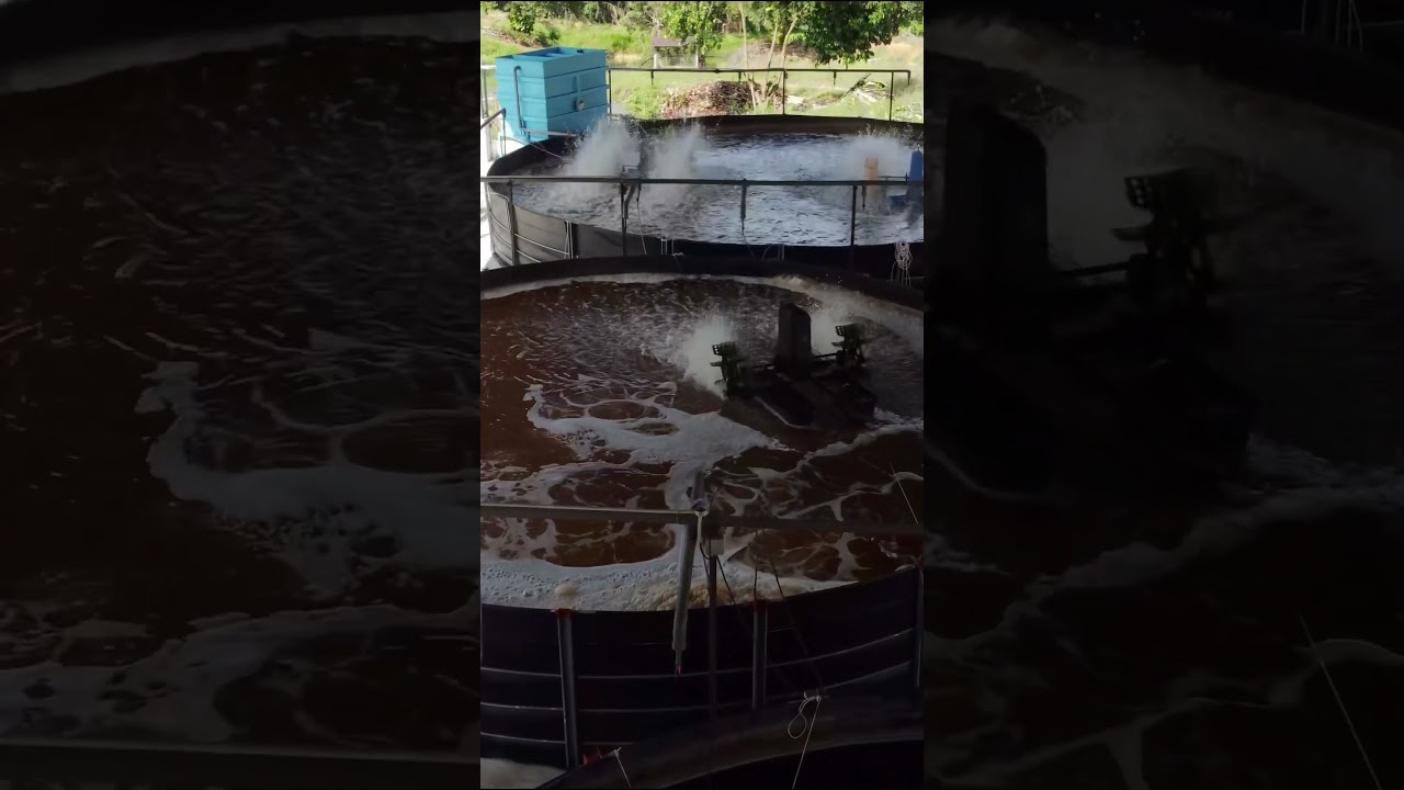 Indoor Biofloc Shrimp Farm