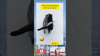 Download lagu Two hearts that cannot be separated #viralreels #funny #funny #cute #viralvideo #cute #funnycats mp3