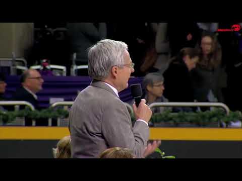 Vitalis - hingstekollektion 2021