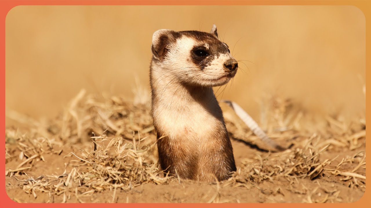 The 11 Best Documentaries About Ferrets