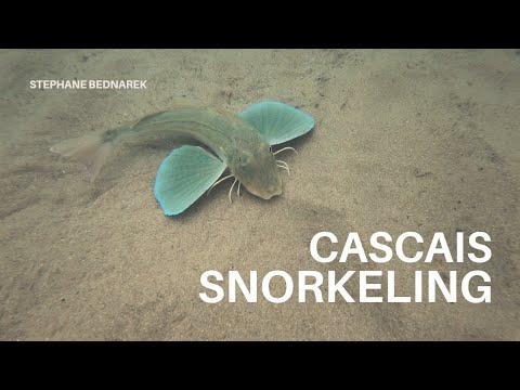 CASCAIS, Praia da Rainha, Praia da Conceição, 10.07.2025, snorkeling.