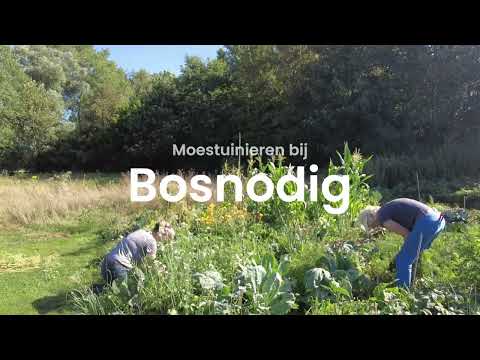 Moestuin vlog - schijnbare chaos
