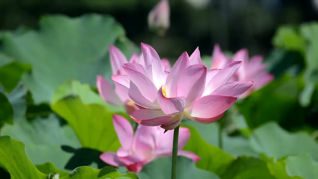 Harness the Power of AI for Your 6-Minutes Meditation