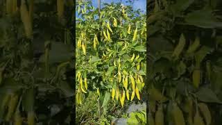 Download lagu seberapa lebat buah cabe rawit viral? mp3 Download lagu seberapa lebat buah cabe rawit viral? mp3