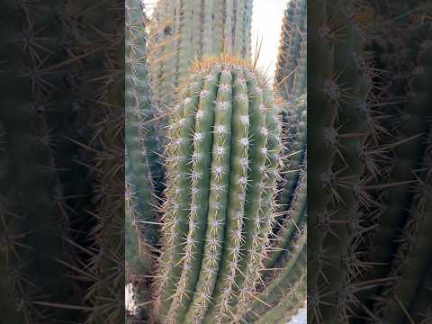 Cardones de Cafayate