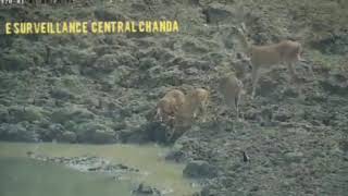 Incredible nature - Python leaps out of water to capture deer (Chanda division, Maharashtra, India)