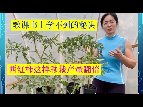 , title : '7 Must Know Tips for Transplanting Tomato Plants. 西红柿这样移栽产量翻倍，教课书上学不到的秘诀。#家庭有机种植'